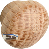 Holzabdeckkappe � 12 mm, Zapfen � 8 mm, Zapfenl�nge 4 mm, Eiche roh